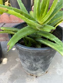 Aloe Vera Plants … $10 each