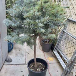 Colorado Blue Spruce Dwarf