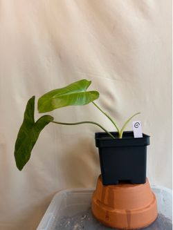 (#1) Philodendron 'Paraiso Verde'