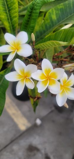 Plumeria