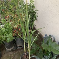 Sugar Cane Plants in 3 Gallon pot Multiple plants in pot Sugarcane Plant Around 5 FT Tall  Cash only  Pick up in North San Jose, by appointment only  