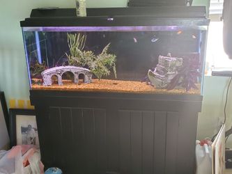 55 gallon tank with betas