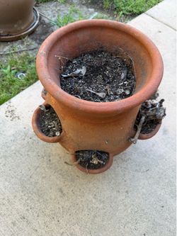 Strawberry terracotta planter pot
