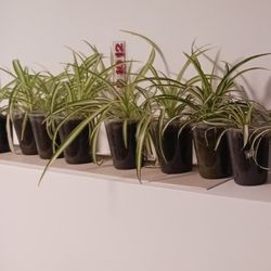 Spider Plants