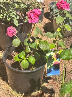 Beautiful Pink Hydrangea