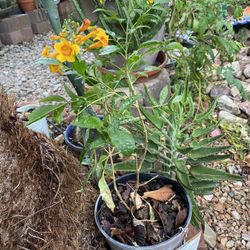 Flava Trumpet Vine  Plant