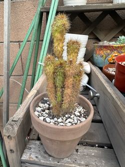 5” cactus