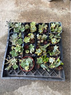 Succulent 2” arrangements