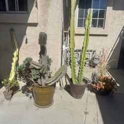 Plants For Sale . Sold Individually Or As A Group $25 & Up 