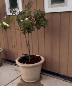 Planters