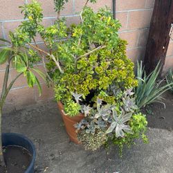 LARGE POT WITH PLANTS