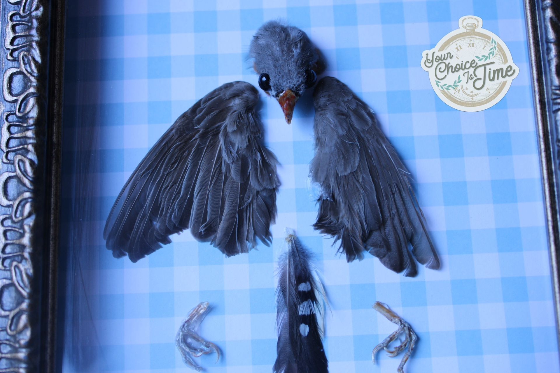 Taxidermy framed zebra finch