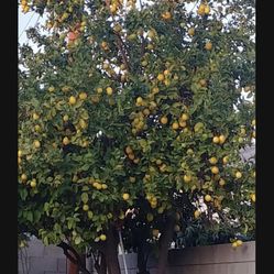 Lemon
