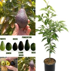 Hass Avocado  Grafted  Trees  🌳  arboles  de  Aguacate Mexicano  Hass Injertados 