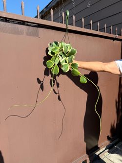6” variegated hoya kerrii