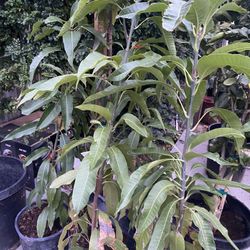 Mango Criollo 5 gallons
