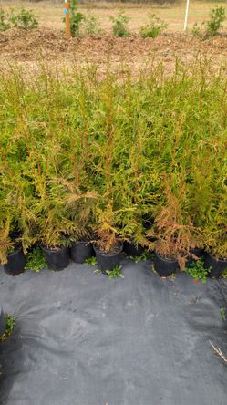 Western Red Cedars (1 Gallon Pots)
