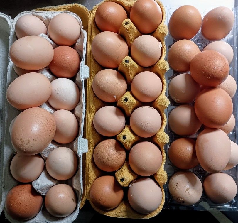 Fresh, Organic Large Eggs 🥚
