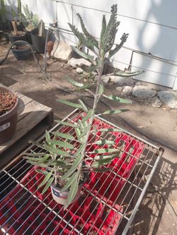 Kalanchoe Mother Of Millions 