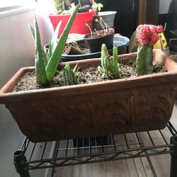 Succulent Terracotta Planter