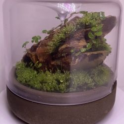 Customized Terrarium