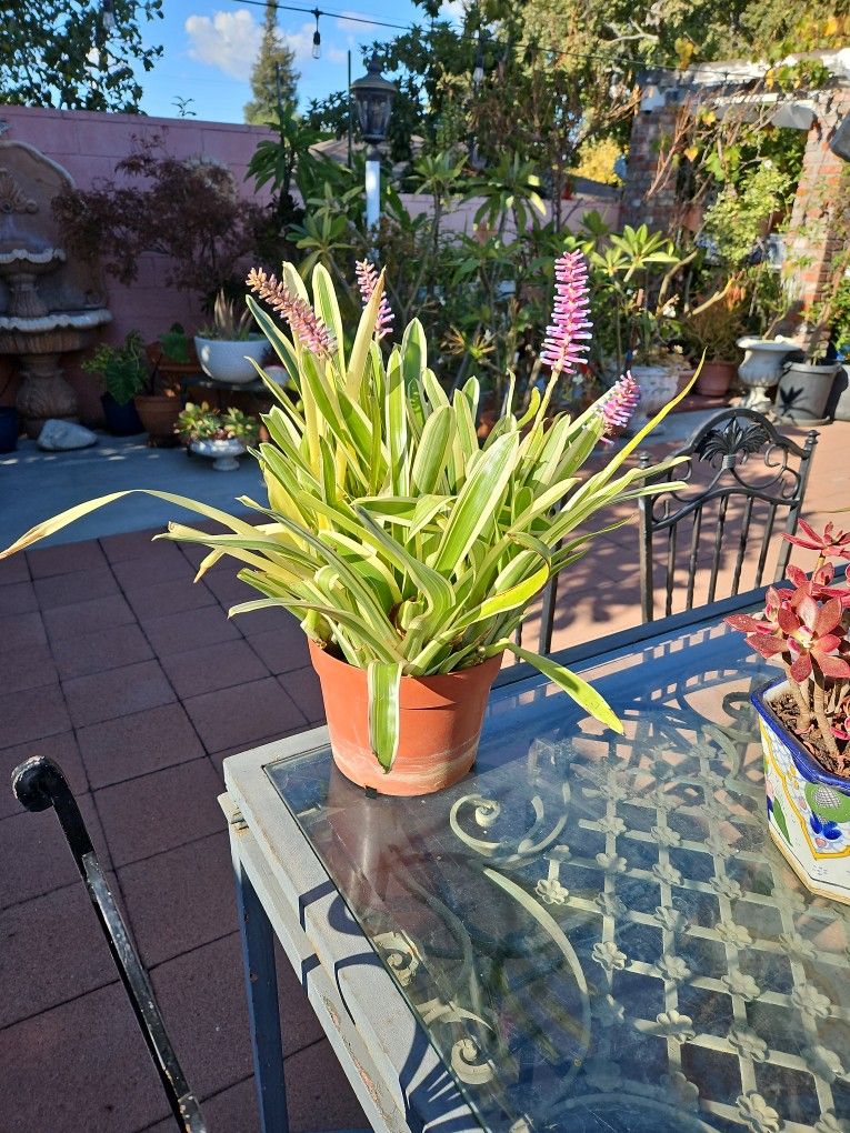 Very Healthy 1 1/2 Gallon Pot Full Of Plant With Pink And Purple Flowers