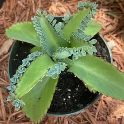 Kalanchoe pinnata - Mother Of Thousands 🪴