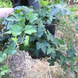 $5 ivy plant in one gallon