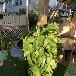 Plants/Planters