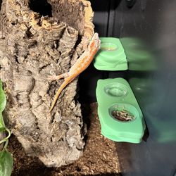 3D Printed Reptile Food Bowl 