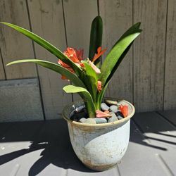 Beautiful Clivia Plant – Orange Bloom 🌿