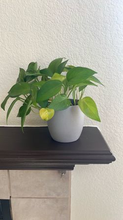 Pothos Plant in Gray Ceramic Pot