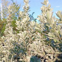 Silver Buttonwood Privacy Hedge Plants 7gl $16