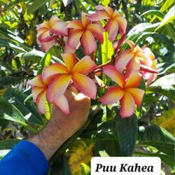 Plumeria Puu Kahea Large Cutting Multiple Tips 