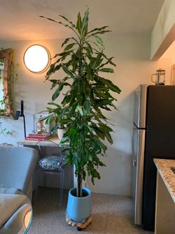 7.5 foot tall real plant for sale