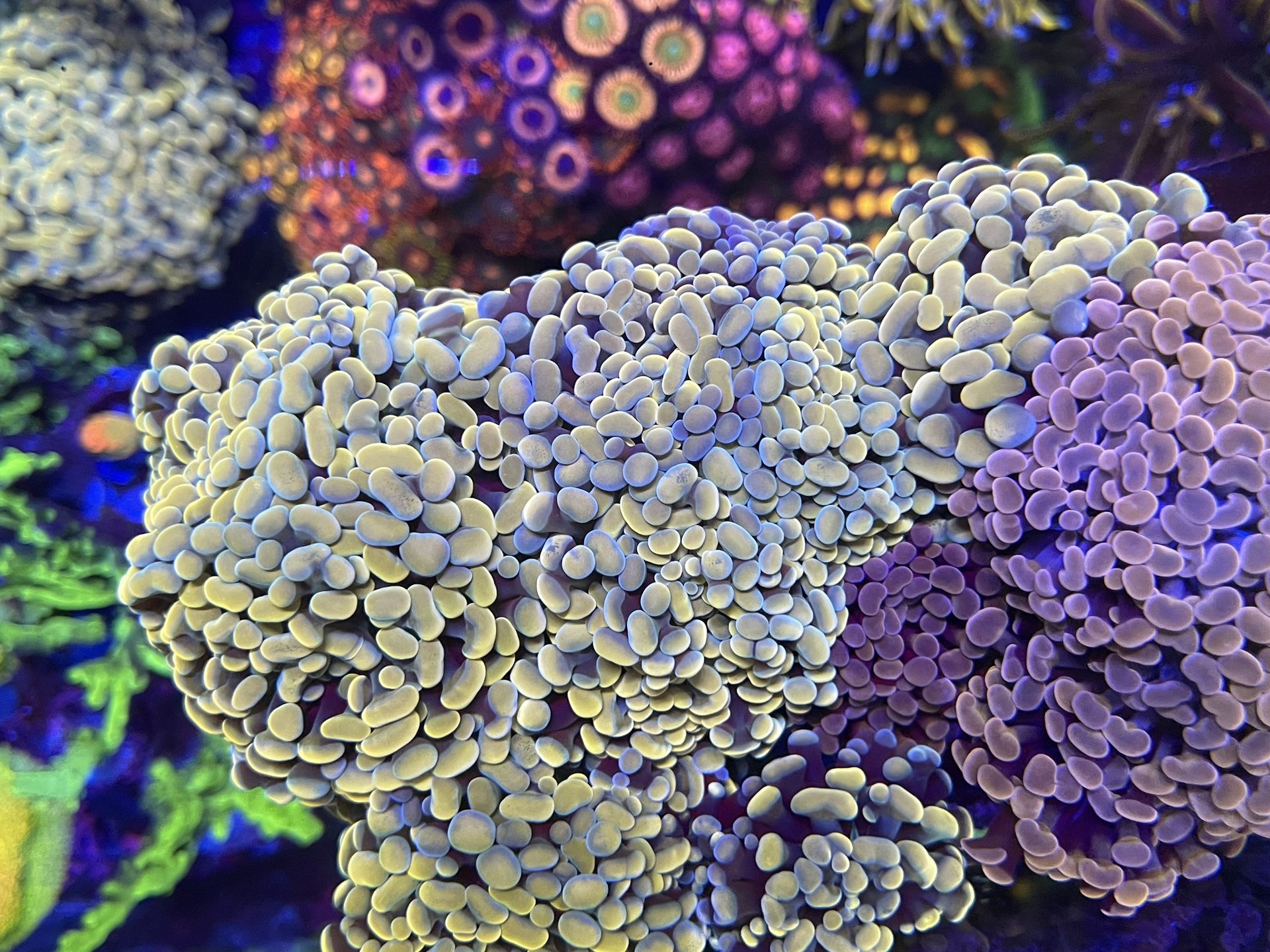 Aquarium Decoration Hammers