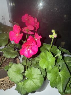 blooming pink geranium pelargonium in a ceramic pot