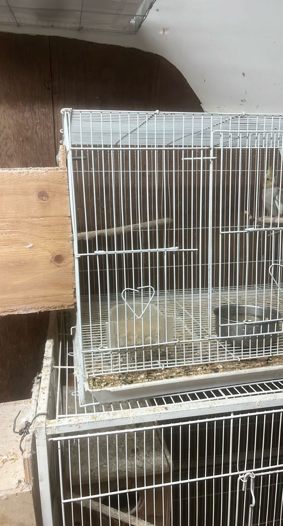 Im Not Selling The Cage I’m Selling The Birds For 90 Dollars