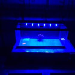 aquarium 20 gallon long tank