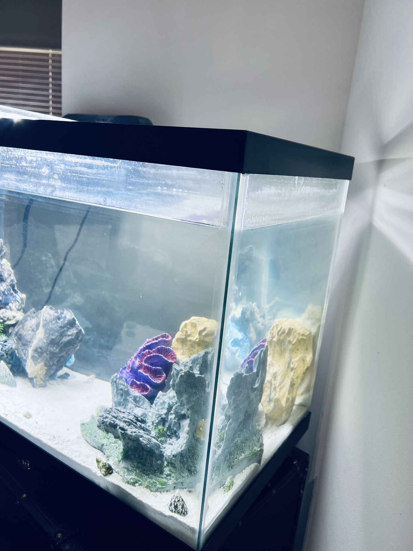 30 gal salt water Aquarium