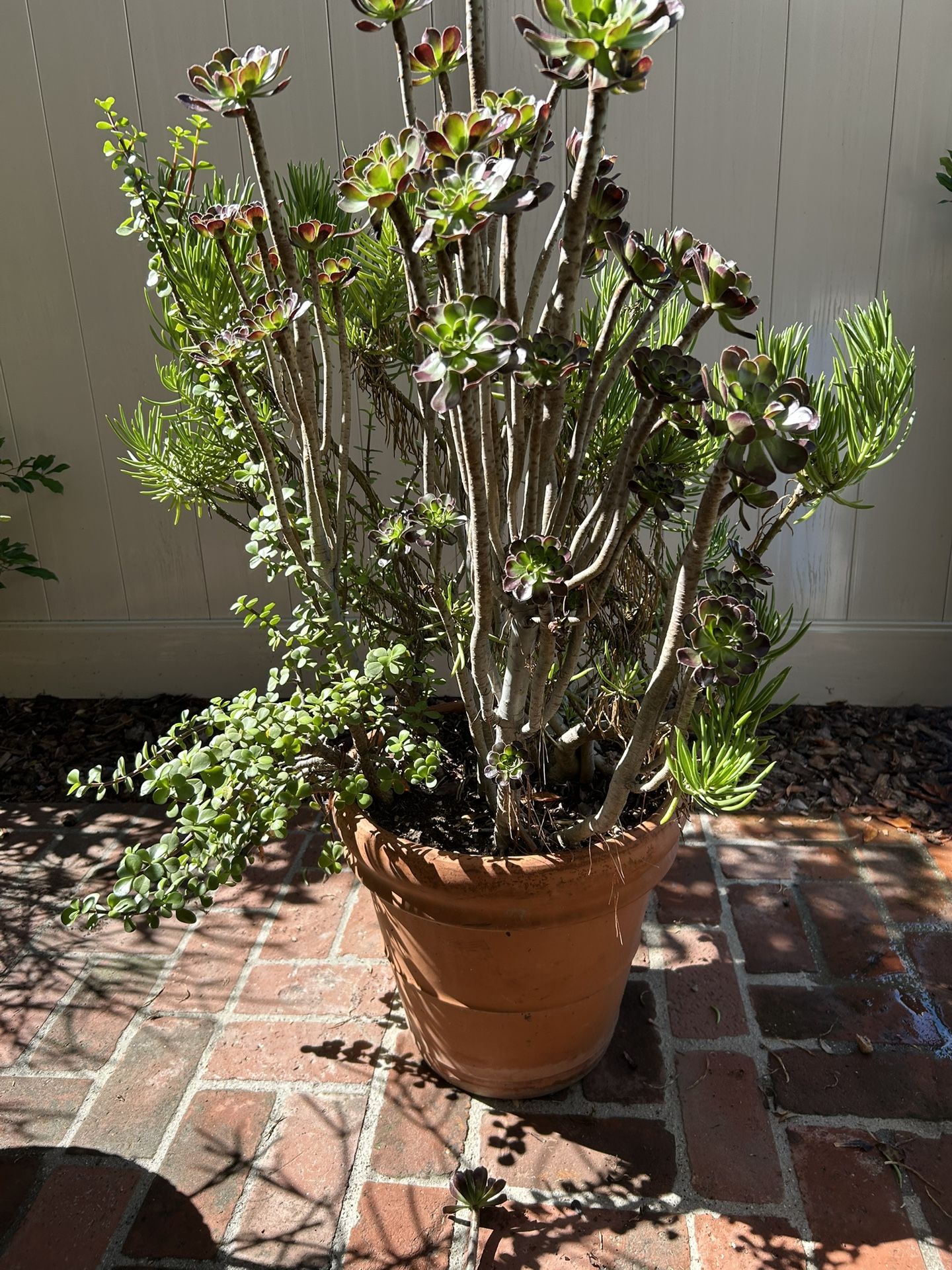 Italian Clay Pot w/ Various Mature Succulents