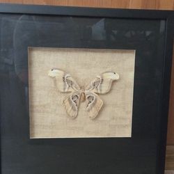 Framed Atticus Atlas Moth, 19 X 19"