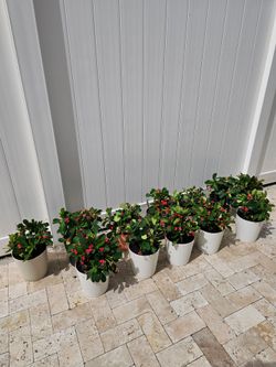 Crown of Thorns