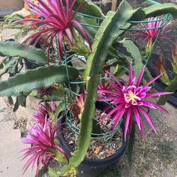 Dragon Fruit Plant 