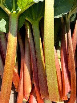 Fresh Cut Organic Rhubarb