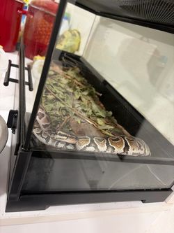 snake with tank