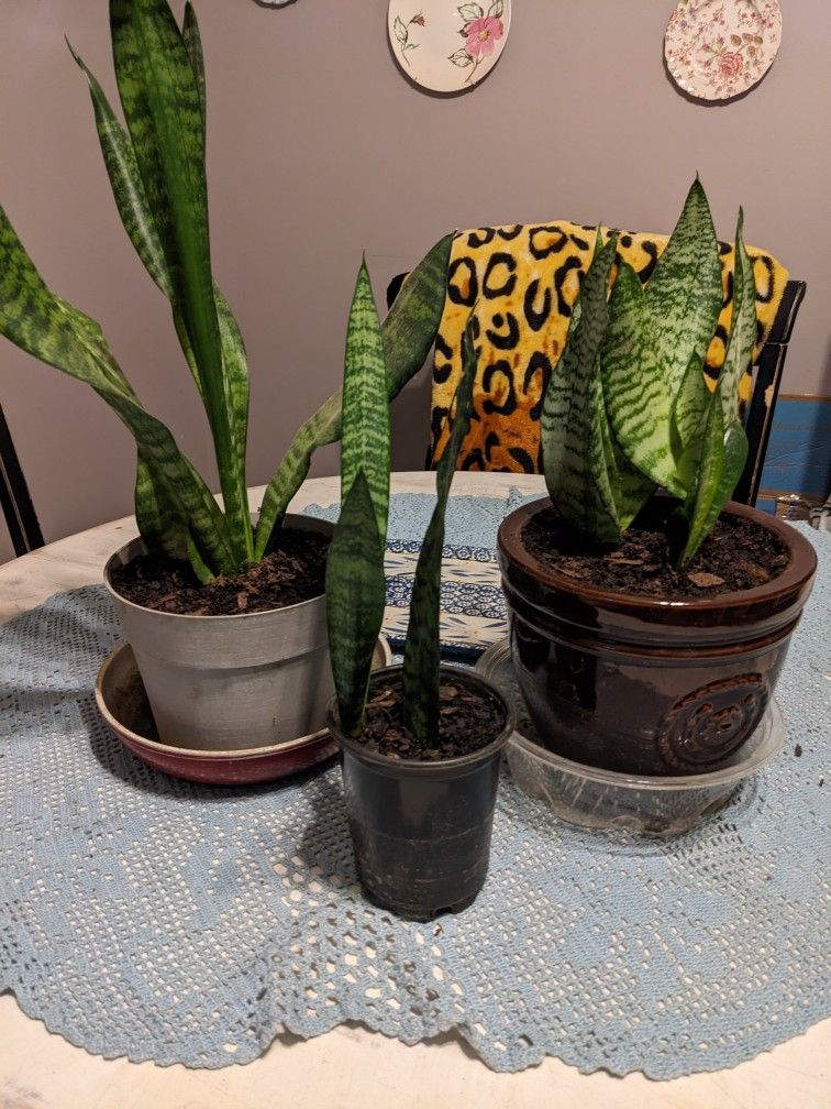 Indoor Snake Plants For Sale