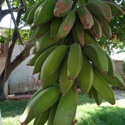 Organic Bananas 