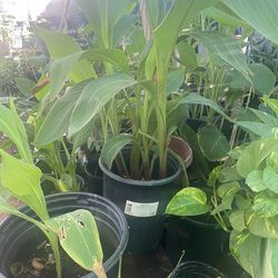 Canna lily rojas