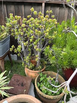Lots Of Plants Small 30 Med 40 Large 70